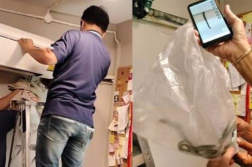 Người phụ nữ sợ hãi phát hiện 7 con rắn trong chiếc điều hòa