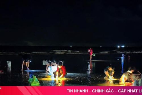 Soi đèn đi nhặt 'lộc biển'