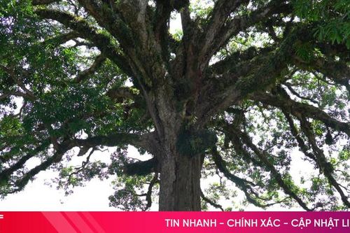 Chiêm ngưỡng cây trôi di sản hơn 800 năm tuổi tại Hà Tĩnh