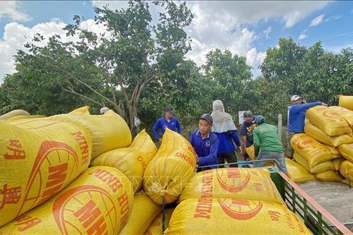 Giá gạo xuất khẩu biến động