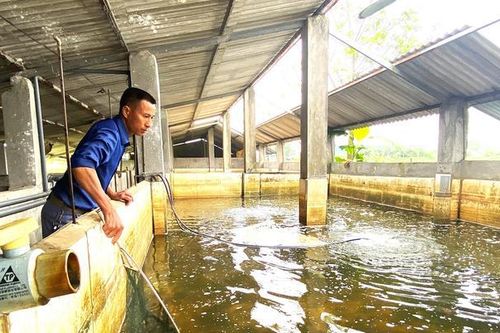 Từ đôi bàn tay trắng, anh nông dân nhẹ nhàng kiếm hơn 1 tỷ đồng/năm nhờ nuôi con 'hiền lành, mắn đẻ'