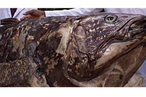 Loài cá quý hiếm bậc nhất hành tinh, tưởng đã tuyệt chủng, bất ngờ 'tái xuất'