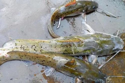 Loài 'ngư vương' chứa độc, có nơi bán gần 26 triệu/con, nay người Việt cũng nuôi được