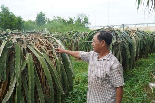 Bình Thuận: Người dân trồng thanh long mong chờ kinh phí hỗ trợ