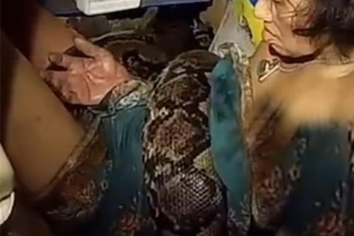 Bị trăn siết chặt suốt 2 giờ, người phụ nữ Thái Lan thoát chết phút chót