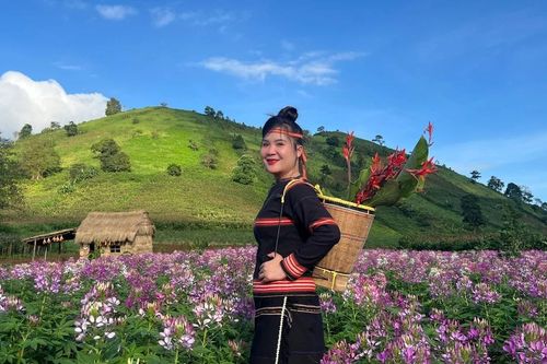 Mê mẩn vườn hoa túy điệp dưới chân núi lửa Chư Đang Ya