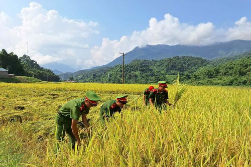 Giúp dân thu hoạch lúa mùa