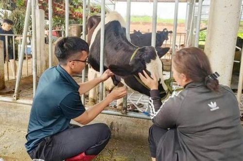 Đức Trọng: Người dân không đồng ý phương án bồi thường, hỗ trợ của công ty cung ứng vắc xin làm bò sữa bệnh, chết