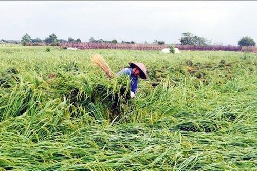 Ngành nông nghiệp đề xuất Chính phủ hỗ trợ 10.000 tỷ đồng giúp phục hồi sản xuất