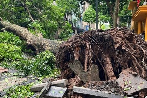 Nhiều đô thị trồng cây xanh mới chỉ quan tâm phần ngọn...
