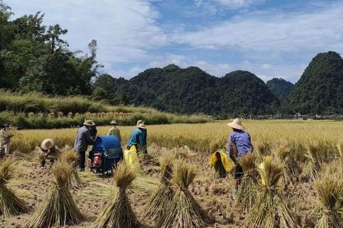 Trùng Khánh tổng sản lượng lương thực ước đạt trên 64.215 tấn
