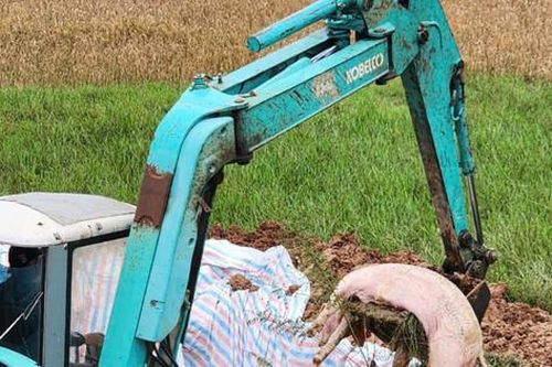Ngăn chặn cơ sở giết mổ gia súc mang mầm bệnh