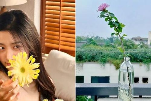 Vợ tôi có biệt tài trồng giâm cành bằng phương pháp thủy canh và cô ấy có thể kiếm sống bằng nghề này