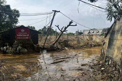 Sau bão số 3, đào phục vụ Tết Nguyên đán 2025 dự báo tăng giá 'chóng mặt'