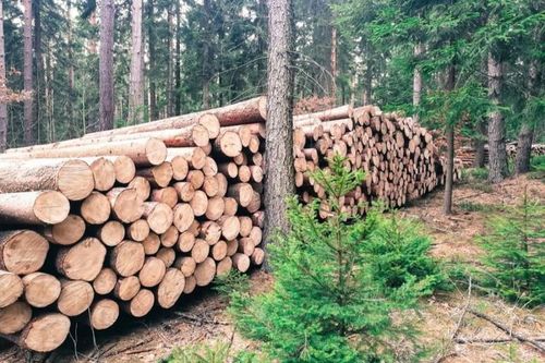 Sửa đổi quy định Hệ thống bảo đảm gỗ hợp pháp Việt Nam