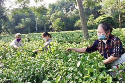 Nâng cao giá trị cây chè Ba Trại
