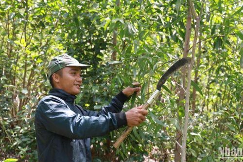Phú Yên giao đất trồng rừng cho đồng bào dân tộc thiểu số