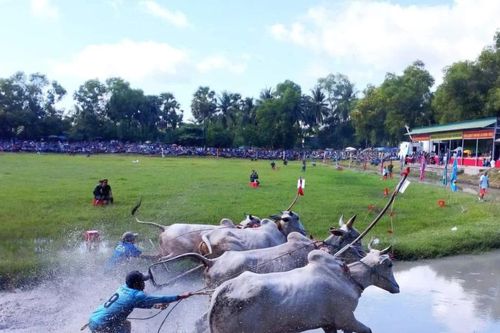 Sôi nổi Hội đua bò Bảy Núi An Giang lần thứ 29 năm 2024