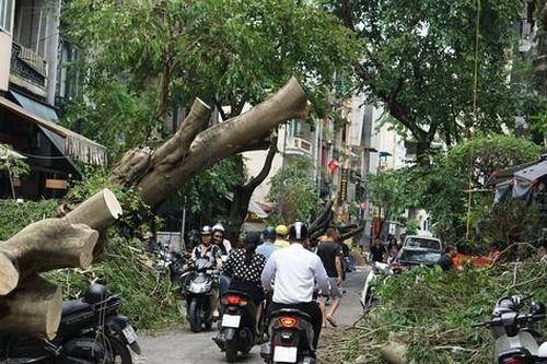 Tái thiết cây xanh ở Hà Nội cần có kịch bản, quy hoạch tổng thể trên toàn thành phố
