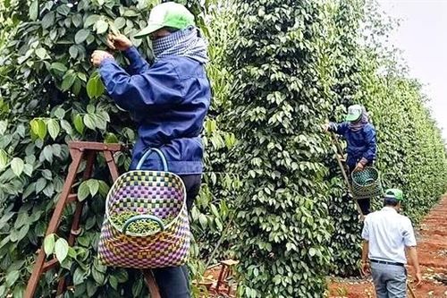Tin tức kinh tế ngày 30/9: Giá xuất khẩu hồ tiêu đạt mức kỷ lục