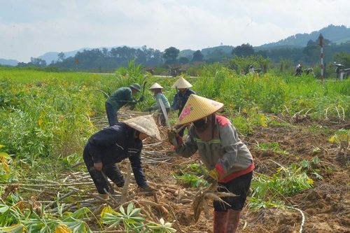 Sắn ở Nghệ An được mùa, được giá
