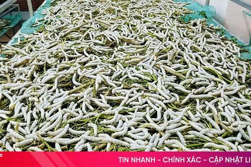 Trồng dâu, nuôi tằm - cơ hội mới cho người dân Hương Sơn