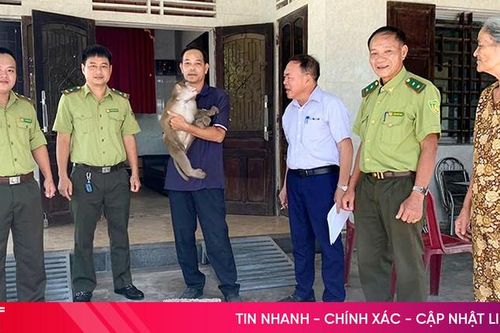 Người dân Hà Tĩnh phát hiện cá thể khỉ vàng quý hiếm trong vườn nhà
