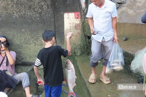 Săn 'lộc trời' ở thủy điện Trị An