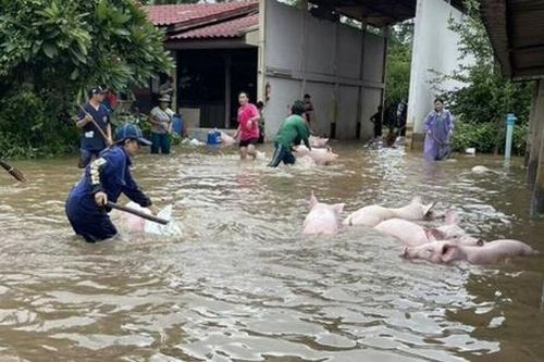 Chủ trang trại khóc nấc vì 3000 con lợn bị lũ nhấn chìm, mất hơn 15 tỷ đồng
