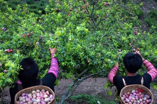 Huyện Thuận Châu – Sơn La Chương trình 1719 giúp thay đổi đời sống người dân vùng dân tộc thiểu số