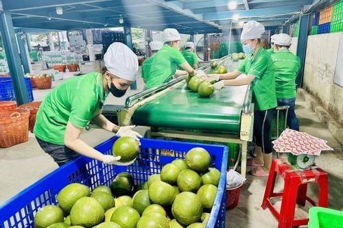 Thêm cơ hội cho trái cây Việt ra thế giới