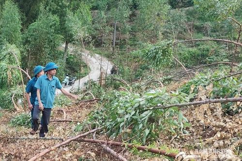 Nỗ lực khôi phục những cánh rừng sau bão