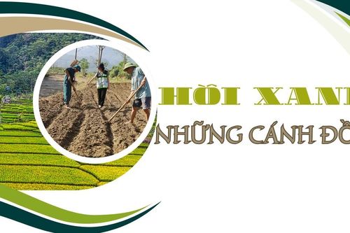 Hồi xanh những cánh đồng