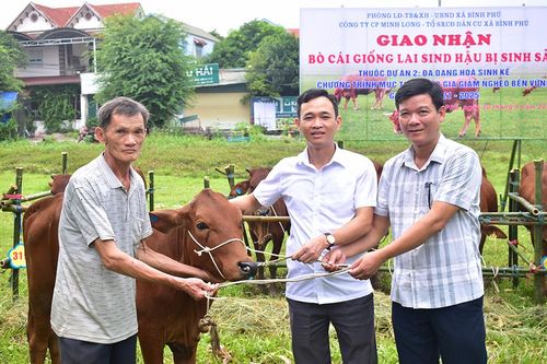 Giao bò giống cho tổ sản xuất cộng đồng dân cư xã Bình Phú, huyện Phù Ninh