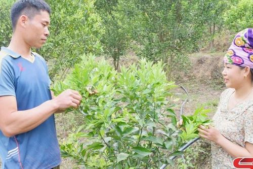 Nậm Lạnh nhiều mô hình kinh tế hiệu quả