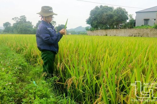 Không để mất mùa sau mưa lũ