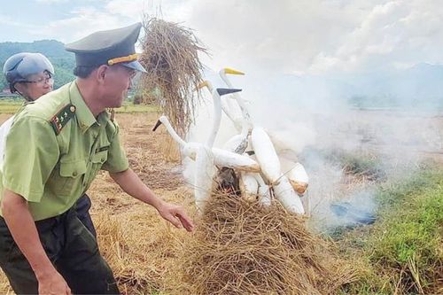 Nỗ lực bảo vệ chim trời