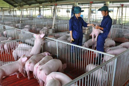 Tập đoàn Dabaco (DBC): Sẽ nâng đàn heo thịt lên mức 1,5 triệu con, nhiều đối tác quốc tế quan tâm vaccine ASF