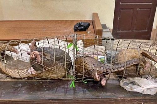 Gỡ bỏ các sản phẩm liên quan đến động vật hoang dã trên nền tảng thương mại điện tử