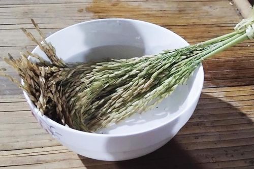 Lễ vật cúng lúa mới của người Tày