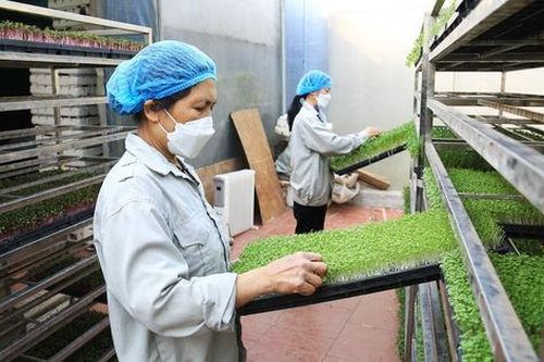 Tăng cường chế biến sâu - 'đòn bẩy' để nâng cao giá trị sản xuất nông nghiệp