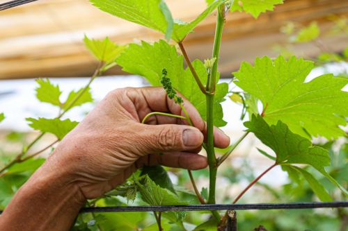 Lão nông dốc tiền gieo mầm xanh cho vườn nho Hạ Đen bị bão lũ quật nát