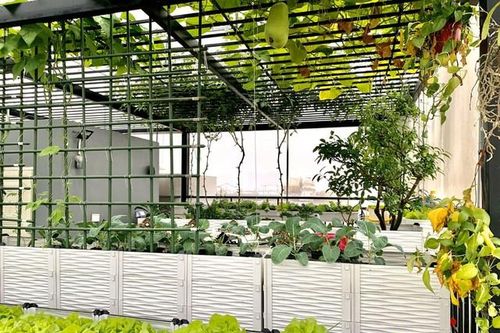 Những mẫu trang trí trên sân thượng đẹp như mơ, ai thấy cũng mê