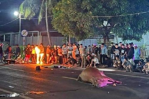 Đâm phải bò thả rông, người đi xe máy tử vong tại chỗ