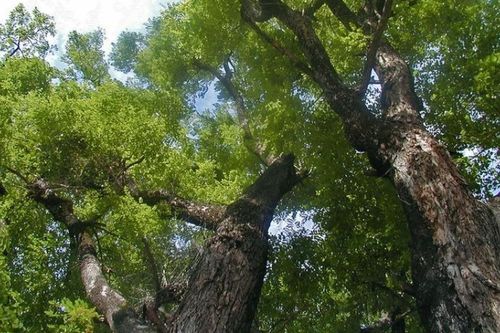 Loại gỗ quý giá đắt ngang 'kim cương' ở Việt Nam, 800 năm mới có thể thu hoạch