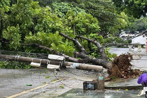 Mưa lớn quật đổ cây xanh và cột điện tại thành phố Lào Cai