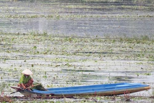 Sống khỏe nhờ hái cây súng ma