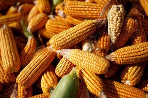 Giá ngô, lúa mì thế giới kéo dài đà tăng sau các báo cáo quan trọng