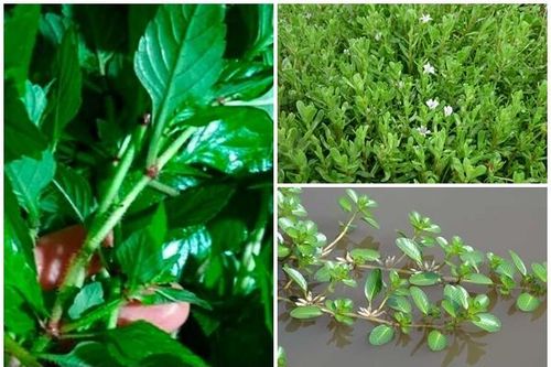 3 cây dại mọc bờ mương thành đặc sản hút dân phố lùng mua