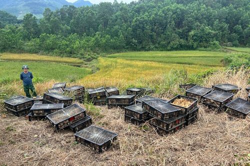Bắt vụ vận chuyển hơn 16.000 con gà giống không rõ nguồn gốc